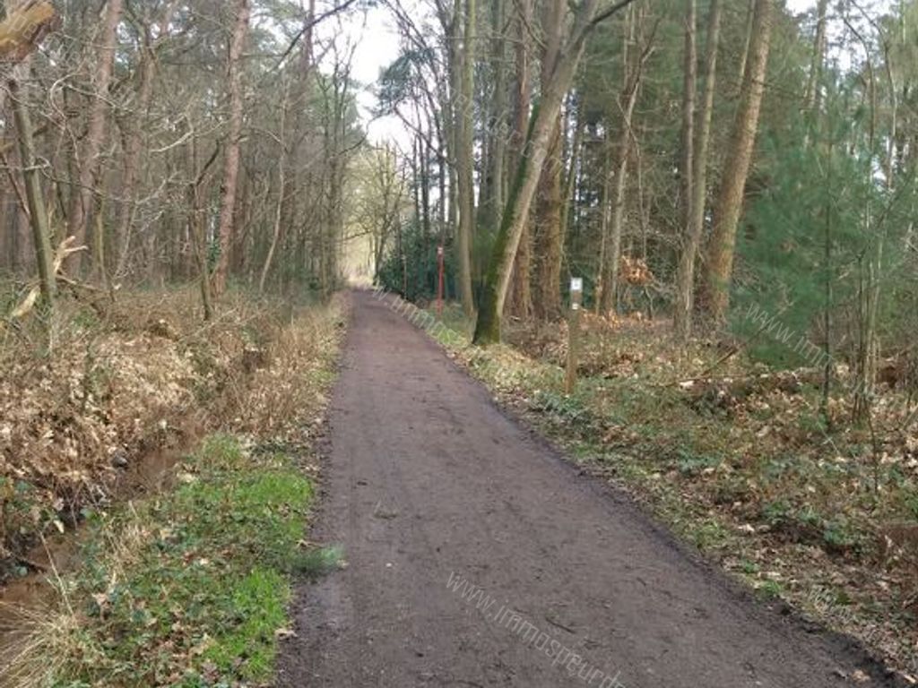 Villa in Zoersel - 542305 - Schriekbos 84, 2980 Zoersel