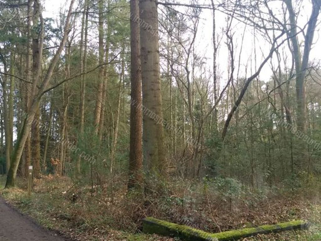 Villa in Zoersel - 542305 - Schriekbos 84, 2980 Zoersel