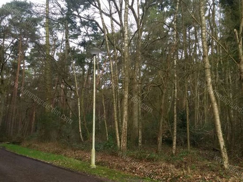 Villa in Zoersel - 542305 - Schriekbos 84, 2980 Zoersel