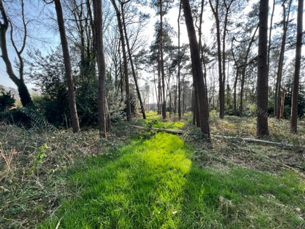 Villa in Zoersel - 542303 - Trien Van Hemeldoncklaan 16, 2980 Zoersel