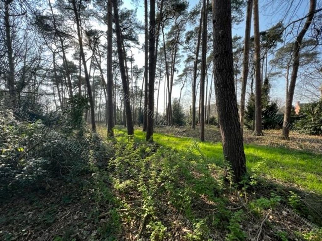 Villa in Zoersel - 542303 - Trien Van Hemeldoncklaan 16, 2980 Zoersel