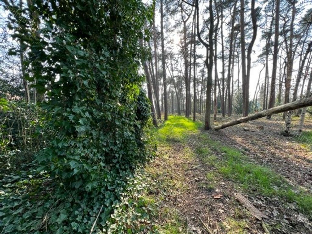 Villa in Zoersel - 542303 - Trien Van Hemeldoncklaan 16, 2980 Zoersel