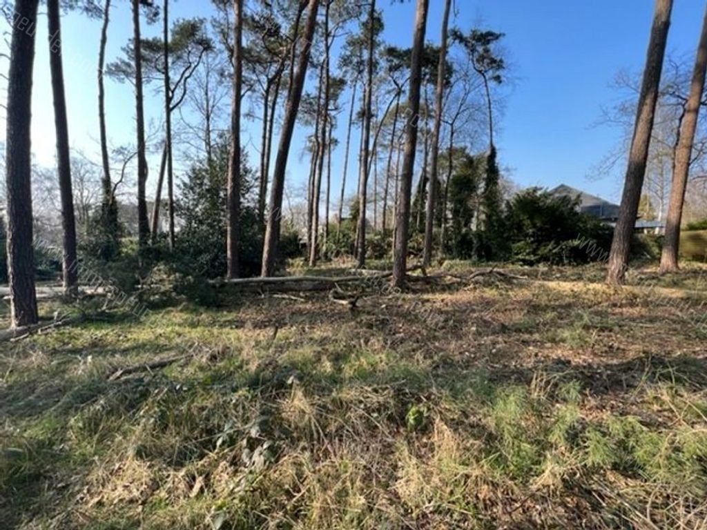 Villa in Zoersel - 542303 - Trien Van Hemeldoncklaan 16, 2980 Zoersel