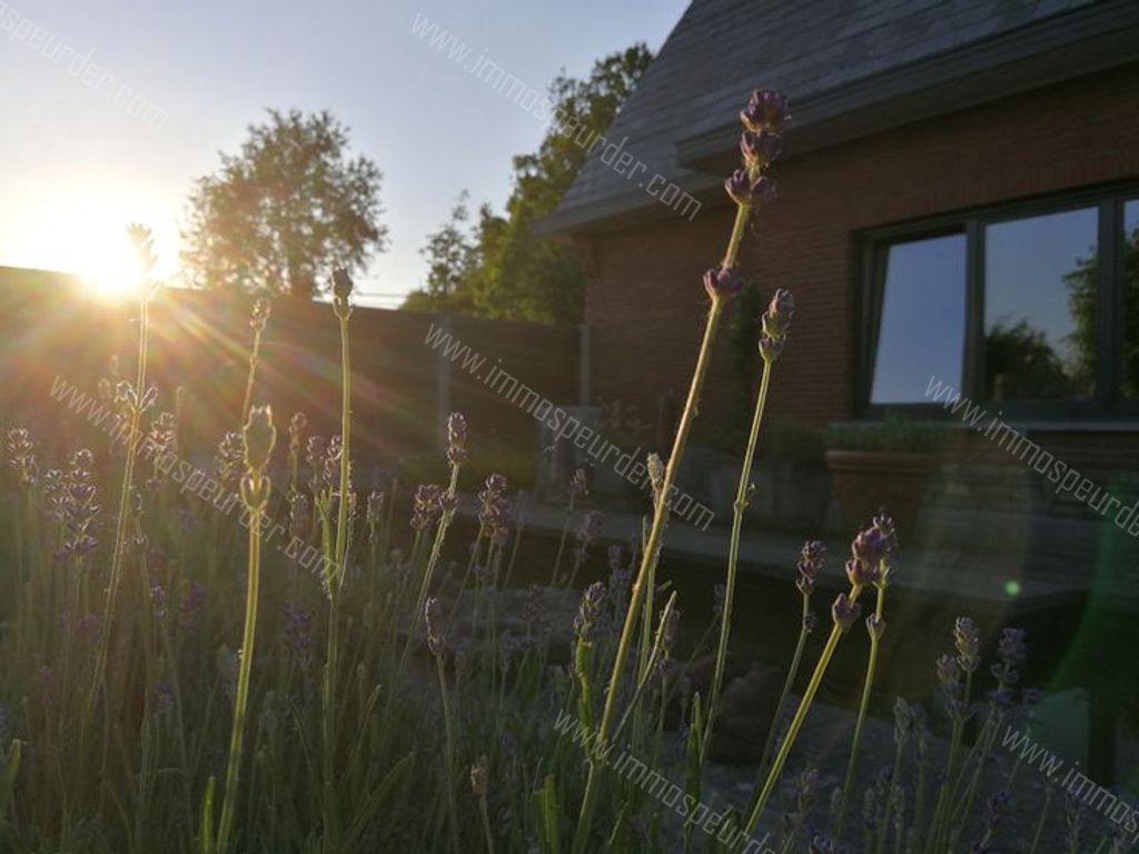 Huis in Ramsel - 587353 - Westmeerbeeksesteenweg 123, 2230 Ramsel